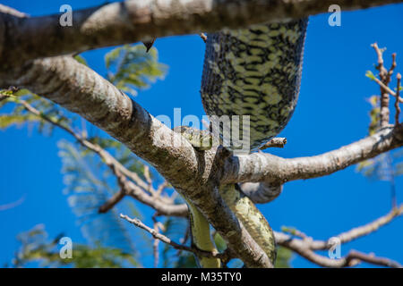 Teppichpython (Diamond Python) nach einer grossen Mahlzeit ruht auf extravagante Baum oder Delonix regia. Queensland, Australien Stockfoto