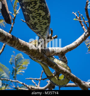 Teppichpython (Diamond Python) nach einer grossen Mahlzeit ruht auf extravagante Baum oder Delonix regia. Queensland, Australien. Quadratisches Bild. Stockfoto