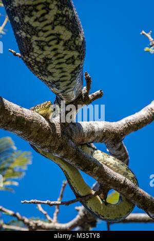 Teppichpython (Diamond Python) nach einer grossen Mahlzeit ruht auf extravagante Baum oder Delonix regia. Queensland, Australien. Bild vertikal Stockfoto