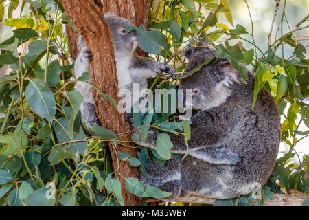 Koalas sitzen auf einem Ast, Queensland, Australien Stockfoto