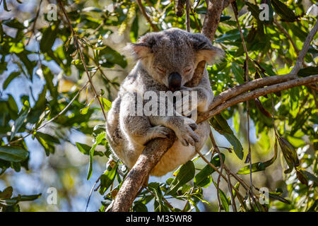 Schlafenden koala auf einem Eukalyptusbaum, Queensland, Australien Stockfoto
