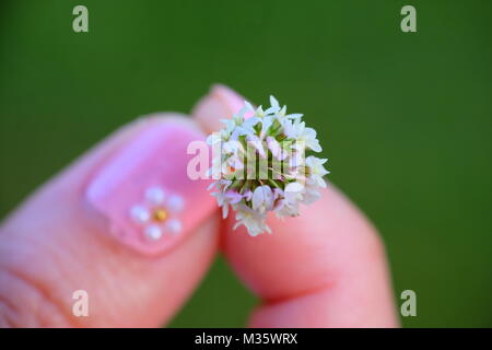 Makro Eis/Schnee Stockfoto