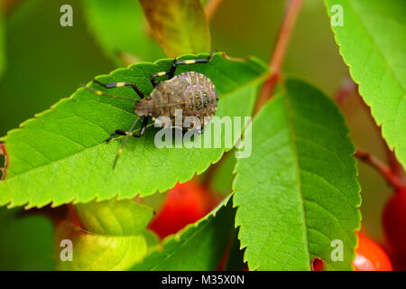 Asamushi Strand Stockfoto