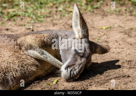 Schlafen Buck von Rote Känguru, Queensland, Australien Stockfoto