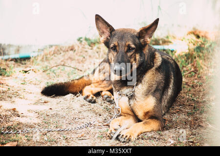 Deutscher Schäferhund K-9 Militär Soldat Schäferhund, ernsten Gesicht Stockfoto