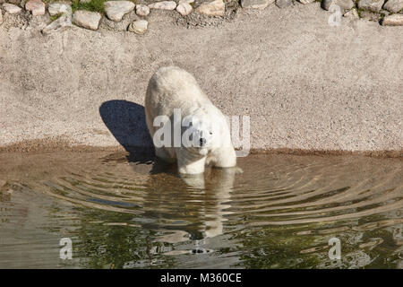 Weibliche Eisbären im Zoo. Natur Umwelt. Horizontale Stockfoto