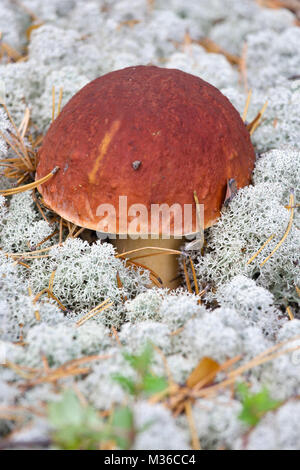 Pilze Steinpilze wachsen unter Rentieren - Moss. Die sibirische Taiga, Wüste Stockfoto