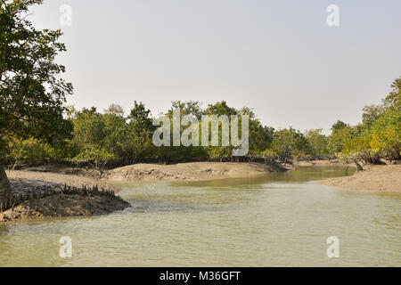 Mündungs- landschaft und Mangroove Wald, Sundarbans Delta, West Bengal, Indien Stockfoto