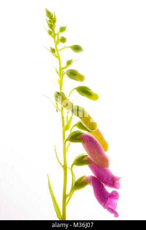 Wilde Blumen in einem Studio arbeiten mit einem Leuchtkasten Stockfoto