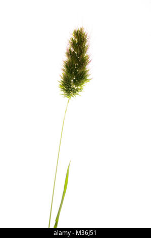 Wilde Blumen in einem Studio arbeiten mit einem Leuchtkasten Stockfoto