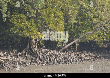 Mündungs- landschaft und Mangroove Wald, Sundarbans Delta, West Bengal, Indien Stockfoto