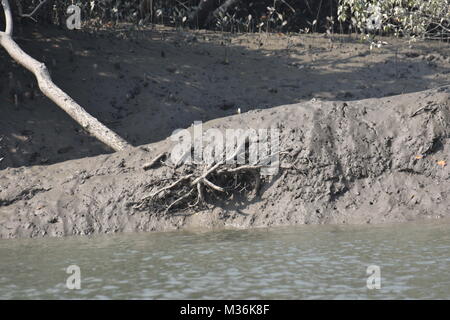 Mündungs- landschaft und Mangroove Wald, Sundarbans Delta, West Bengal, Indien Stockfoto