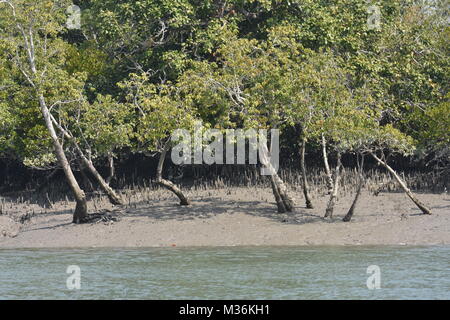 Mündungs- landschaft und Mangroove Wald, Sundarbans Delta, West Bengal, Indien Stockfoto