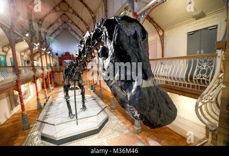 Das Natural History Museum von Diplodocus Skelett geworfen, bekannt als Dippy, Dorset County Museum in Dorchester, der erste Anschlag auf eine UK-Tour installiert. Stockfoto