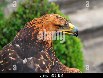 Adler, Vogel ist auf der Suche nach Essen, scharfen Schnabel, schöne Federn Stockfoto