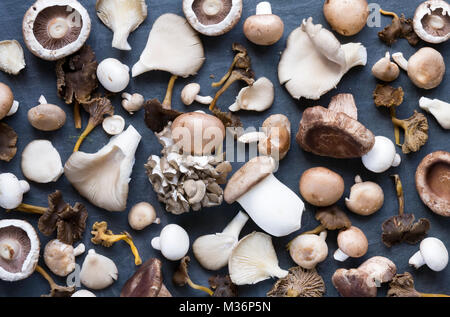 Auswahl von Wild- und Zuchtfisch ablesen Pilze auf einer Schiefertafel Hintergrund. Stockfoto