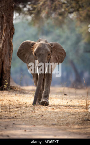 Ein einsamer Elefant zu Fuß in Richtung der Kamera im Mana Pools, Simbabwe Stockfoto