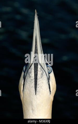 Portrait von Northern Gannet, Morus bassanus, Anzeigen (Fotografiert in Carry-le-Rouet an der Mittelmeerküste in der Provence Frankreich) Stockfoto