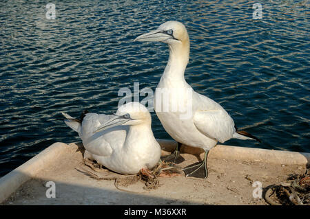 Paar Basstölpel, Morus bassanus, Nesting am Kai im Hafen von Carry-le-Rouet Provence Frankreich Stockfoto