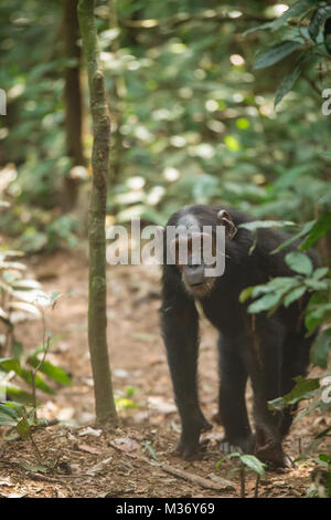 Ein jugendlicher Schimpanse Uhren in Kibale Nationalpark, Uganda. Stockfoto