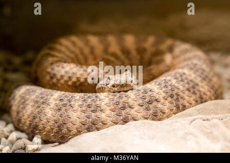 Nahaufnahme makro Ansicht einer Mojave Klapperschlange Stockfoto