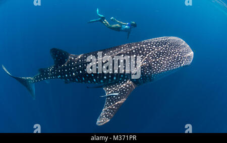 Walhai Fütterung ich die blauen Wasser weg von Nosy Be. Madagaskar Stockfoto