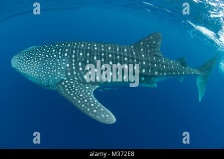 Walhai Fütterung ich die blauen Wasser weg von Nosy Be. Madagaskar Stockfoto