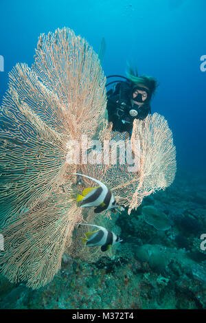 Taucher beobachten die Maurischen idol Fisch hinter einem Meer Fan. Nosy Be. Madagaskar Stockfoto