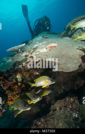 Taucher beobachten die Maurischen idol Fisch hinter einem Meer Fan. Nosy Be. Madagaskar Stockfoto