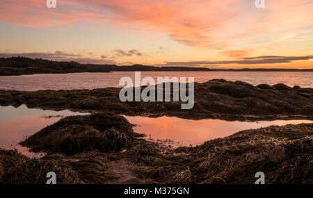 Sonnenaufgang über dem Atltantic Meer in der Bucht von Fundy in New Brunswick mit Strand und Kelp Betten und Gezeiten Pool Reflexionen bei Ebbe Stockfoto