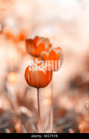 Geheimnisvolle orange Tulpen. Abstrakte Frühling Hintergrund. Getönten Foto. Selektiver Fokus Stockfoto