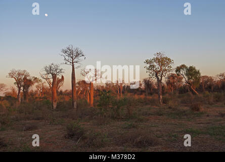 Baobab Bäumen (Adansonia sp) in Stacheligen Wald in der Dämmerung Parc Mosa, Ifaty, Madagaskar November Stockfoto