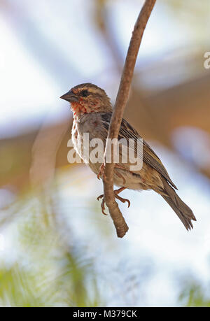 Red Fody (Foudia madagascariensis) männliche Mauser in Zucht Gefieder, madagassischen endemisch Ifaty, Madagaskar November Stockfoto