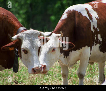 Weiße und braune Kühe grasen friedlich auf der Alp im Sommer Stockfoto