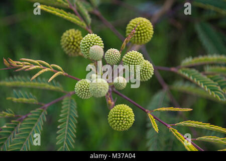 Spring Green Billy Kugeln Craspedia Blumen Stockfoto