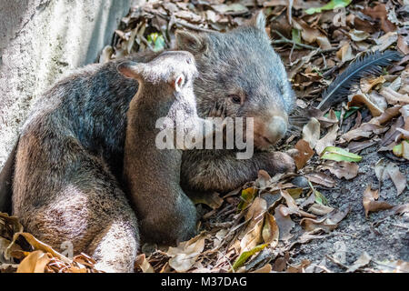 Weibliche wombat, mit ihrem Baby Joey, Queensland, Australien Stockfoto