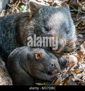 Weibliche wombat, mit ihrem Baby Joey, Queensland, Australien. Quadratisches Bild Stockfoto
