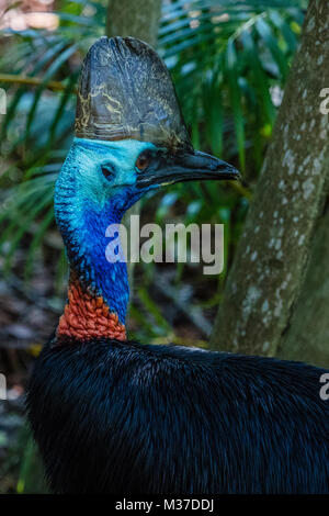 Nach Southern cassowary, Australien. Bild vertikal, Kopf schoss. Stockfoto