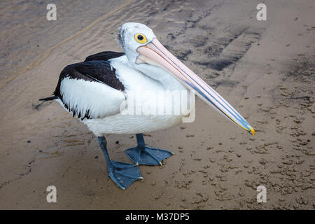 Australian Pelican auf einem Strand, Queensland, Australien Stockfoto