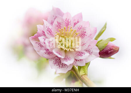 Nahaufnahme eines einzigen, rosa gefüllt blühenden Pink Flower Blume, auch als Fastenzeit Rose oder Christrose bekannt. Stockfoto