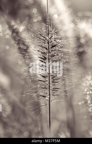 Schwarz-weiß Bild von Pennisetum alopecuroides 'Red Head' Brunnen Gras mit Tautropfen Stockfoto