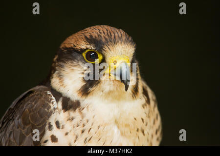 Foto Portrait einer Lannerfalke mit einem schwarzen Boden zurück Stockfoto