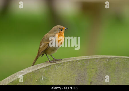 Wenig Robin redbreast sitzen auf der Rückseite eines hölzernen Stuhl Stockfoto