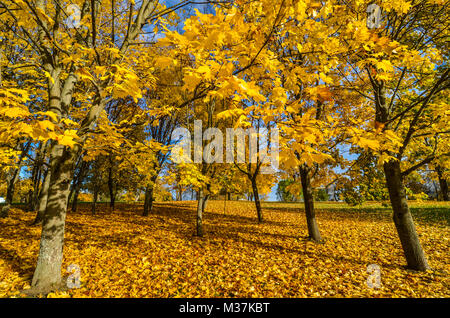 Gefallenen orange Blätter im Herbst mit Bäumen im Hintergrund Stockfoto