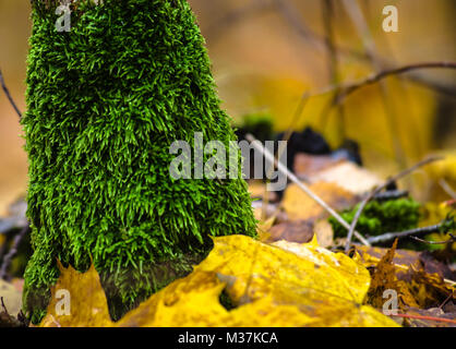 Flechten Moos auf den Baumstamm und auf dem Boden mit Herbstlaub angehäuft. Stockfoto
