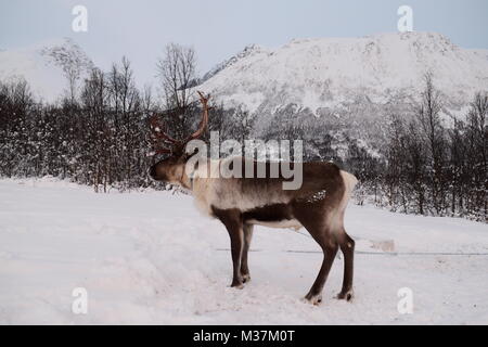 Rentiere im Winter, Rangifer tarandus, Sjurnes, Tromso, Norwegen, Europa Stockfoto