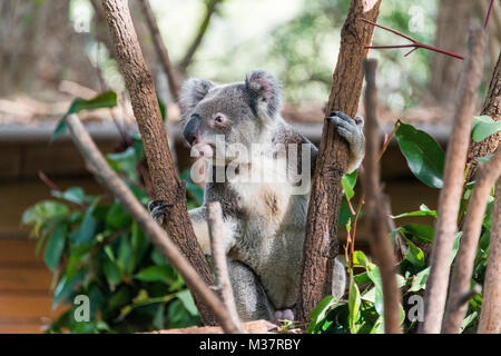 Koala im Currumbin Wildlife Sanctuary Stockfoto