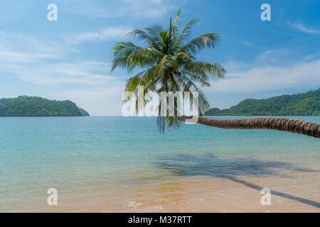 Coconut Palm Tree über Sommer Strand Meer in Phuket, Thailand. Sommer, Reisen, Ferien und Urlaub Konzept Stockfoto