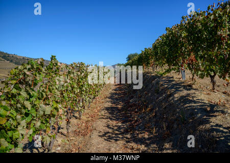 Weinberge auf künstlichen Terrassen auf den Hügeln des Douro Valley Region, im Quinta do Seixo, Portugal, Europa Stockfoto