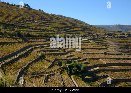 Weinberge auf künstlichen Terrassen auf den Hügeln des Douro Tal, Portugal, Europa Stockfoto